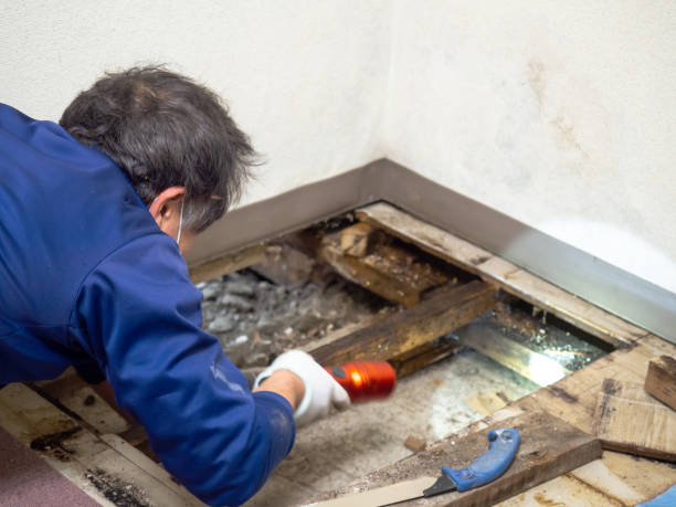 Best Local Mold Removal Service  in Valley Springs, CA
