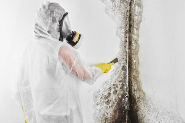 Best Emergency Mold Removal  in Valley Springs, CA