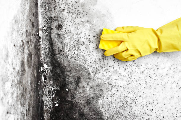 Best Mold Remediation  in Valley Springs, CA