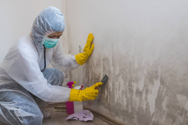 Best Commercial Mold Removal  in Valley Springs, CA