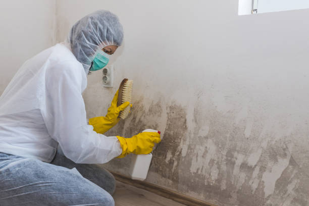 Best Mold Removal Company Near Me  in Valley Springs, CA
