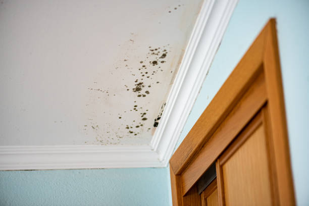 Best Same-Day Mold Removal  in Valley Springs, CA