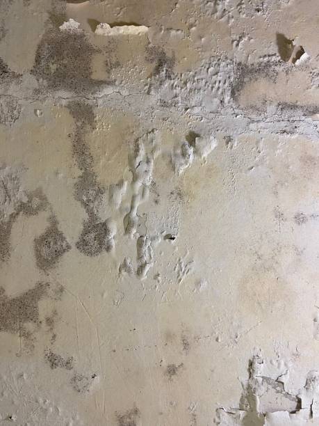 Valley Springs, CA Mold Removal Company