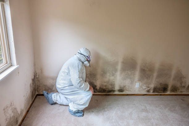 Best Certified Mold Removal  in Valley Springs, CA