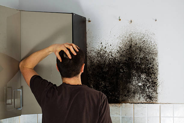 Best Mold Damage Repair  in Valley Springs, CA