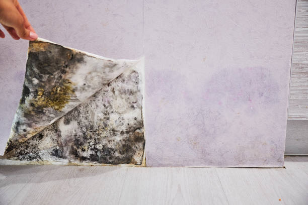 Best Mold Removal and Inspection  in Valley Springs, CA